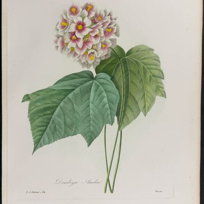 Redoute, Choix, Rare Folio - Dombeya [Dombeya Ameliae]