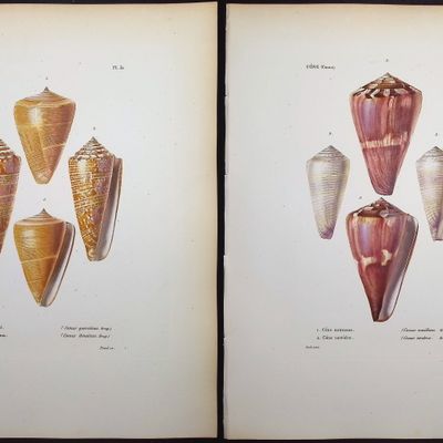 Kiener - 6 Shell Engravings