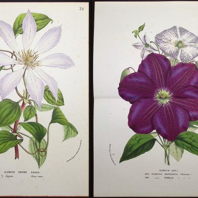 Van Houtte - 3 Clematis Prints