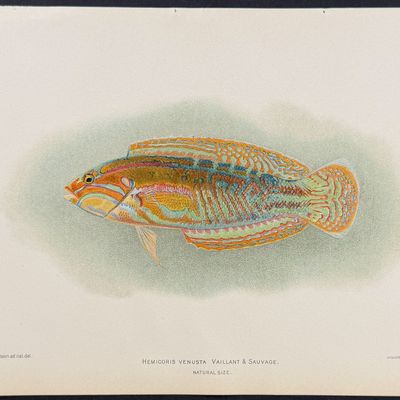 Bien, Hawaii - Fish [Hemicoris Venusta]
