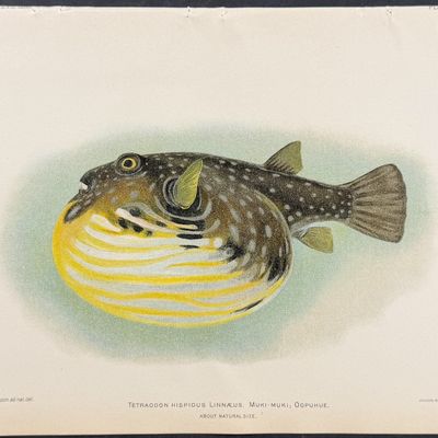 Bien, Hawaii - Muki-muki, Oopuhue or White-Spotted Puffer [Tetraodon Hispidus]