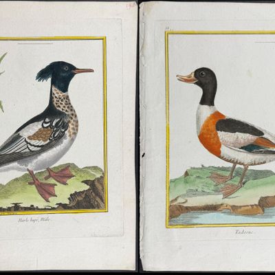 Martinet & Buffon - 6 Duck Engravings