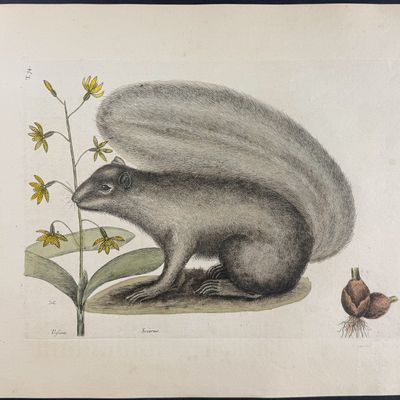 Catesby, Folio - Grey Fox Squirrel (Eastern Gray Squirrel) with Bahaman Orchid . 2-74