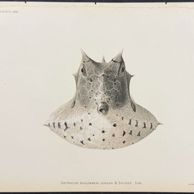 Bien, Hawaii - Boxfish [Ostracion Schlemmerei]