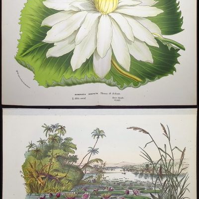 Van Houtte - Pair of Water Lily Prints