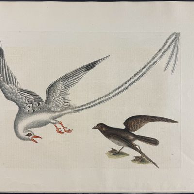 Catesby, Folio - Tropic Bird & Storm Finch or Petrel. Sup-14