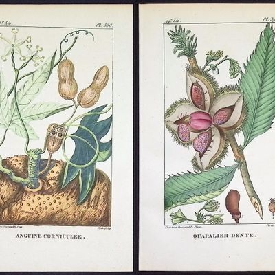 Descourtilz - 5 Botanical Engravings