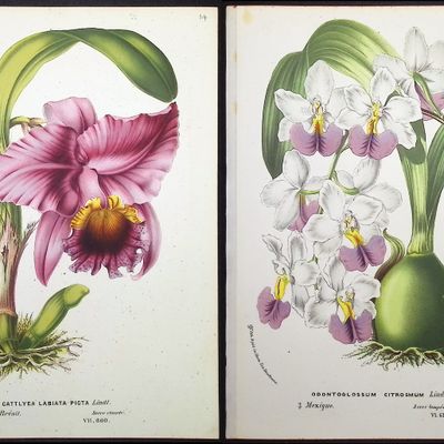 Van Houtte - 4 Orchid Prints