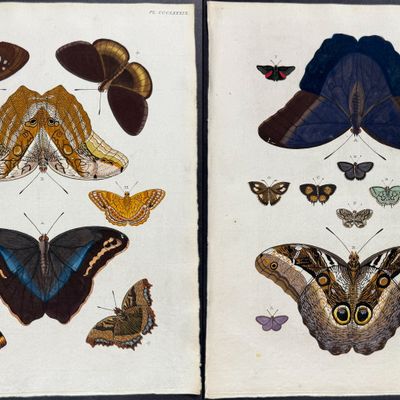 Cramer - Pair of Butterfly or Moth Engravings