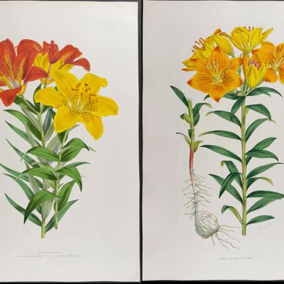Elwes & Fitch - 4 Folio Lily Lithographs