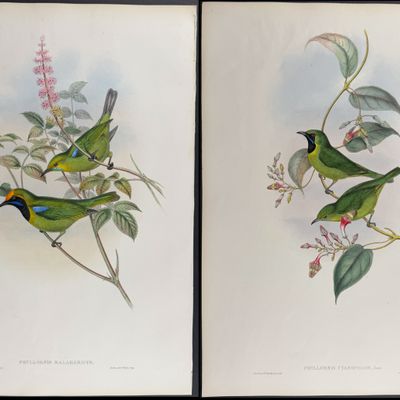 Gould, Asia - Pair of Phyllornis Lithographs