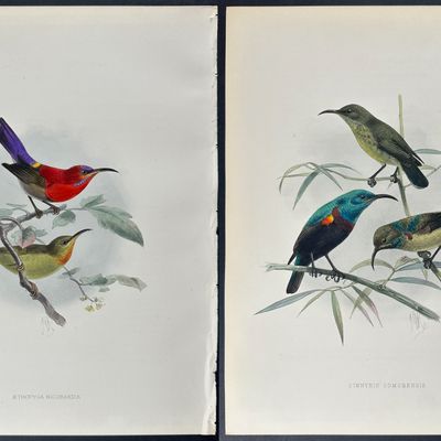 Shelley & Keulemans - 6 Sunbird Lithographs
