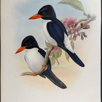Gould, Asia - Blue-and-white Kingfisher [Halcyon Fulgidus]
