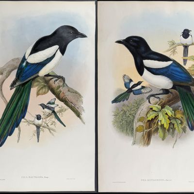 Gould, Asia - Pair of Magpie Lithographs