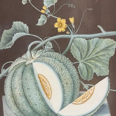 Brookshaw, Folio - Melon. 71