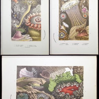 Van Houtte - 8 Sea Life Prints