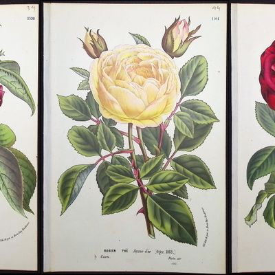 Van Houtte - 3 Rose Prints