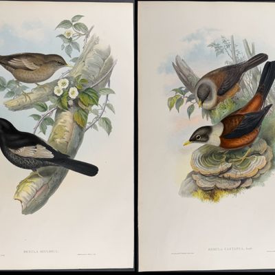 Gould, Asia - 4 Bird Lithographs [Merula & Amydrus]