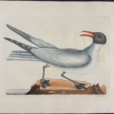 Catesby, Folio - Laughing Gull. 1-89