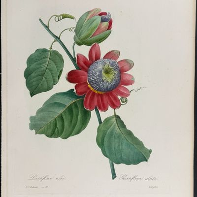 Redoute, Choix, Rare Folio - Passion Flower [Passiflora alata]