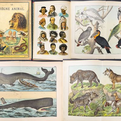 Schubert's Le Regne Animal - Volume with 90 Color Chromolithographs