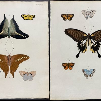 Cramer - Pair of Butterfly or Moth Engravings