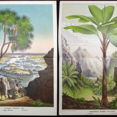 Van Houtte - 4 Palm Tree Prints