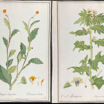 6 Original Botanical Watercolors (according to Linnaeus system)