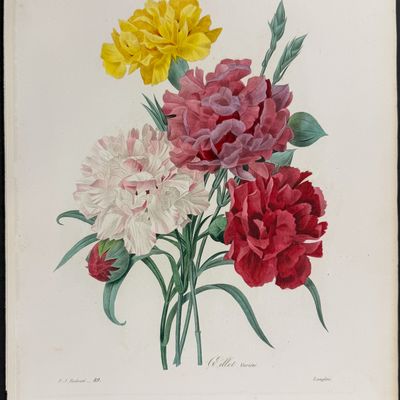 Redoute, Choix, Rare Folio - Carnations [Oeillet Variete]