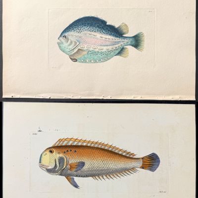 Shaw & Nodder - 6 Fish Engravings