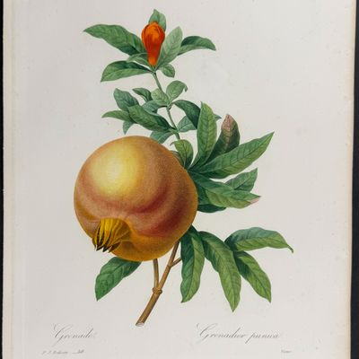 Redoute, Choix, Rare Folio - Pomegranate [Grenadier punica]