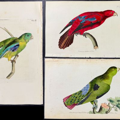 Shaw & Nodder - 7 Parrakeet Engravings