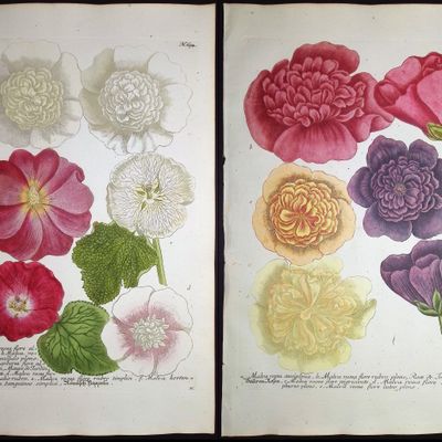 Weinmann - 5 Mallow Engravings