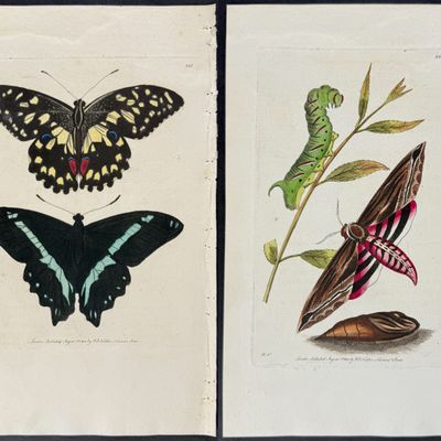 Shaw & Nodder - 6 Butterfly & Moth Engravings
