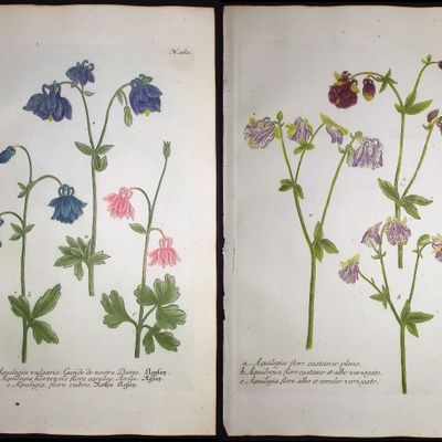 Weinmann - 5 Columbine Engravings