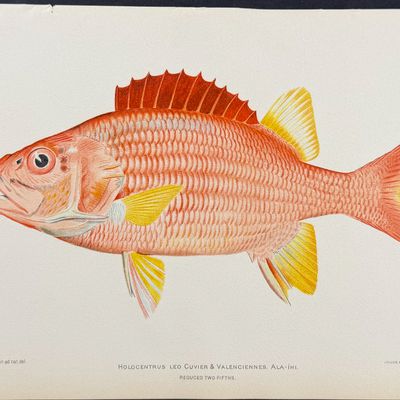Bien, Hawaii - Ala-Ihi or Squirrelfish [Holocentrus Leo]