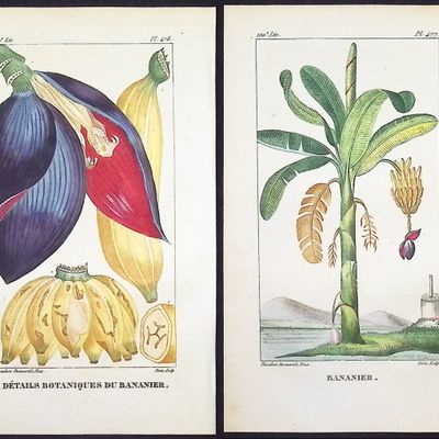 Descourtilz - 3 Engravings of Palm & Banana