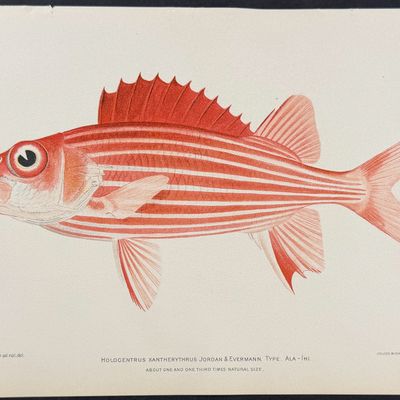 Bien, Hawaii - Ala-Ihi or Squirrelfish [Holocentrus Xantherythrus]