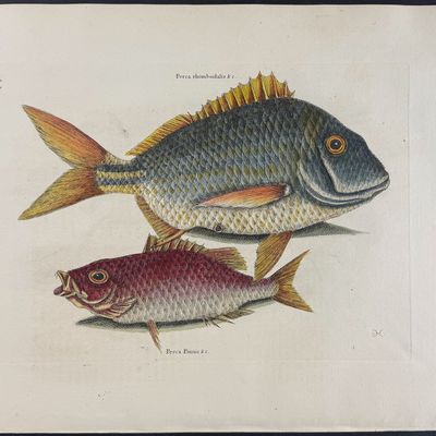 Catesby, Folio - Pork Fish & Schoolmaster. 2-4