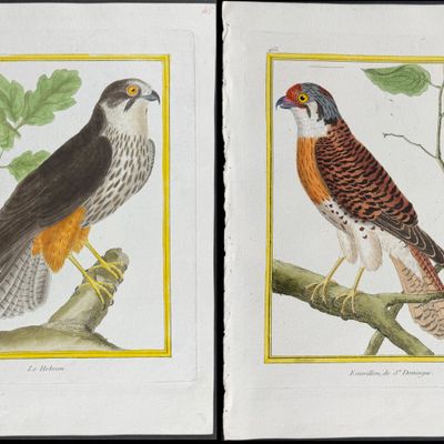 Martinet & Buffon - 6 Bird of Prey Engravings