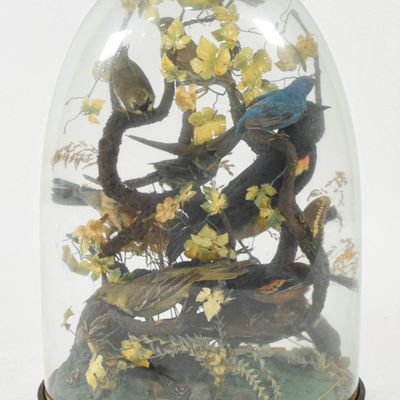Sale Photo Thumbnail #160: Large Victorian Multi-Specimen Bird Taxidermy Display Under Glass Dome