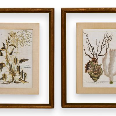 Sale Photo Thumbnail #92: A Pair of Framed Hand-Colored Botanical Engravings from Johann Wilhelm Weinmann Phytanthoza Iconographia