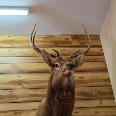 Elk taxidermy shoulder mount - Nice