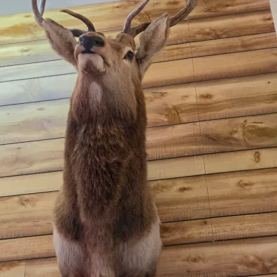 Elk taxidermy shoulder mount - Nice