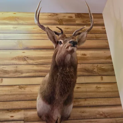 Elk taxidermy shoulder mount - Nice