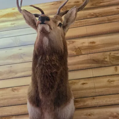 Elk taxidermy shoulder mount - Nice