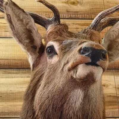 Elk taxidermy shoulder mount - Nice