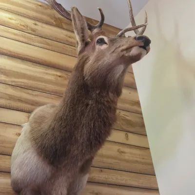 Elk taxidermy shoulder mount - Nice