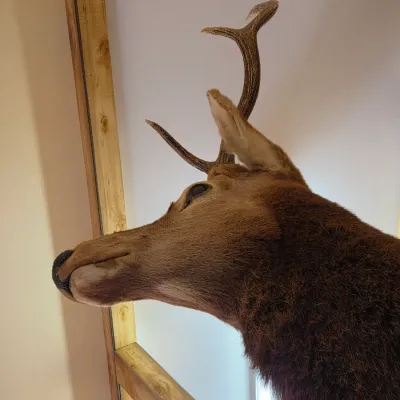 Elk taxidermy shoulder mount - Nice