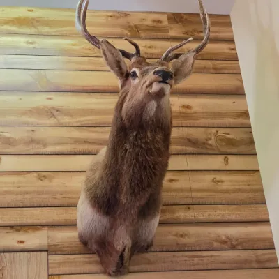 Elk taxidermy shoulder mount - Nice